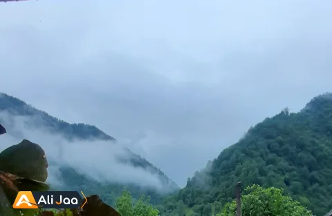 چوبی گل تاج — عکس ۱۶